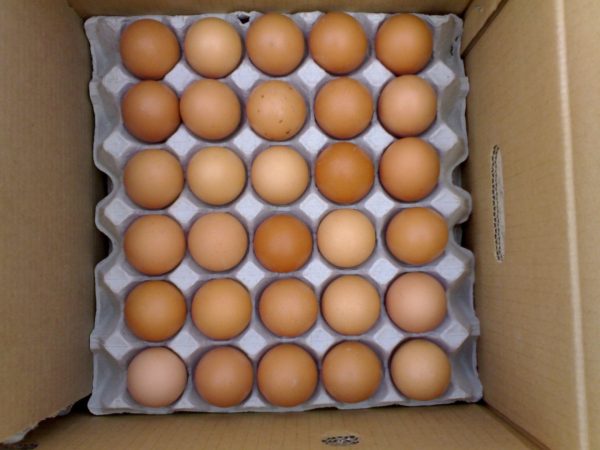 FRESH TABLE EGGS WHITE/BROWN/HATCHING EGGS - Image 4