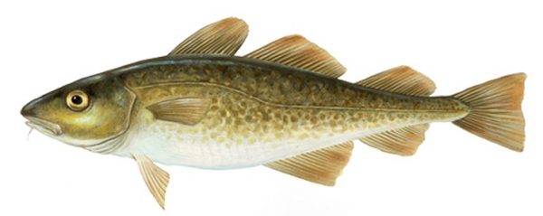 Cod
