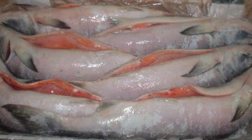 Frozen_Salmon