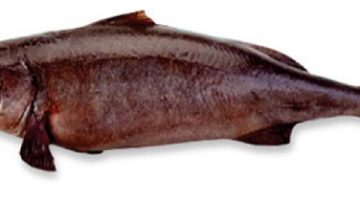 Gindara-Black-Cod-