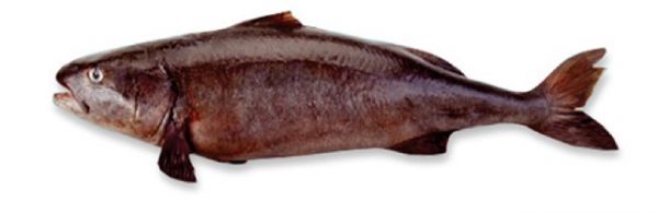 “Gindara” Southern Black Cod