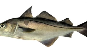 HADDOCK