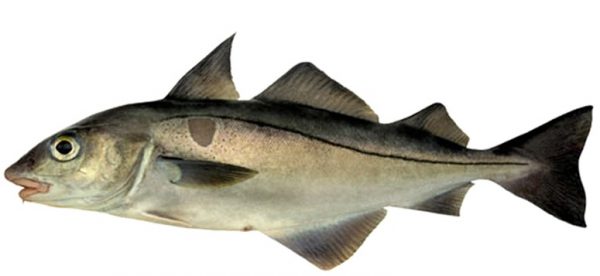 Haddock