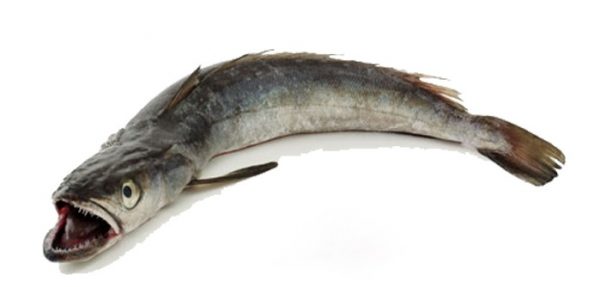 Hake