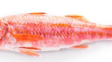 Red-Mullet-new