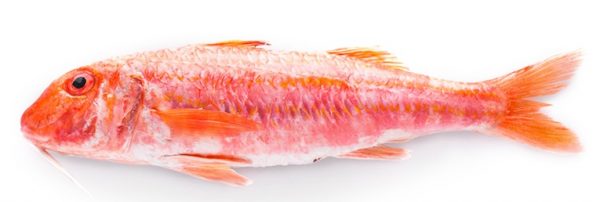 Red Mullet