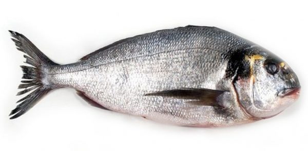 Sea Bream