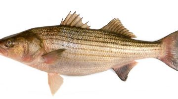 Sea-Bass