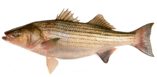 Sea Bass