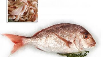 Snapper