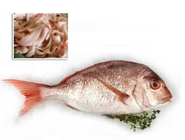 Snapper