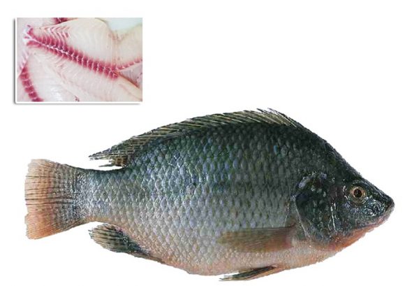 Tilapia