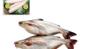 White-Pangasius-Basa