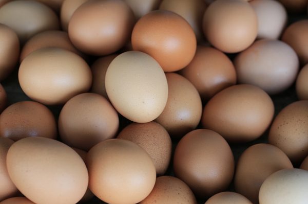 FRESH TABLE EGGS WHITE/BROWN/HATCHING EGGS - Image 3