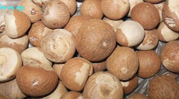 BETEL-NUTS-1