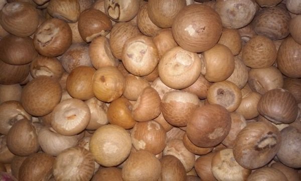 Betel Nuts - Image 3