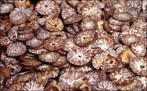 Betel Nuts - Image 2