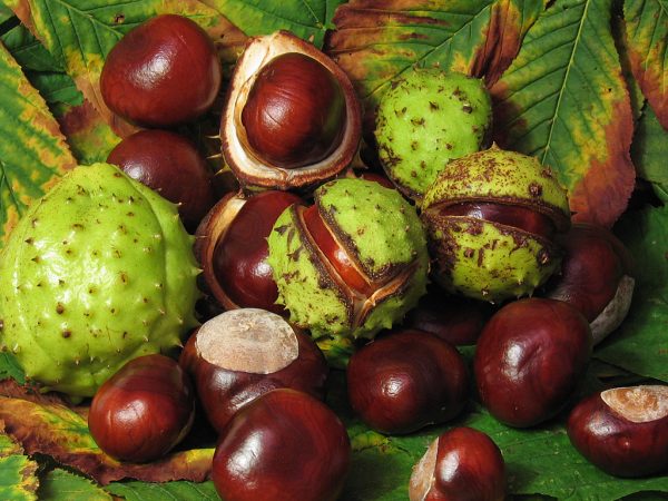 Chestnuts - Image 3