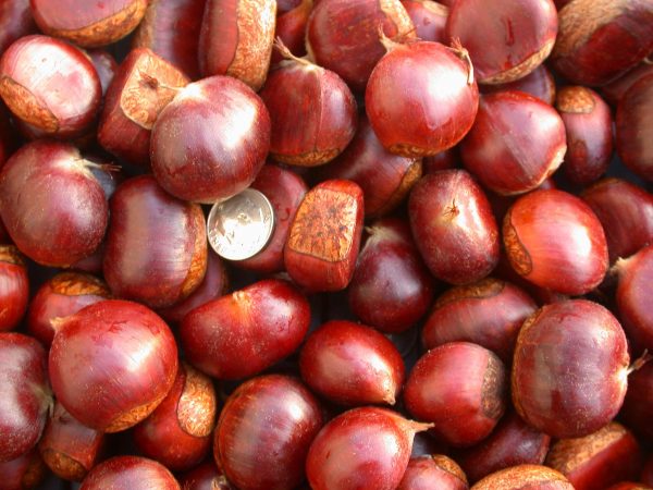Chestnuts - Image 2