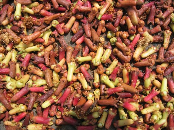 Cloves - Image 5