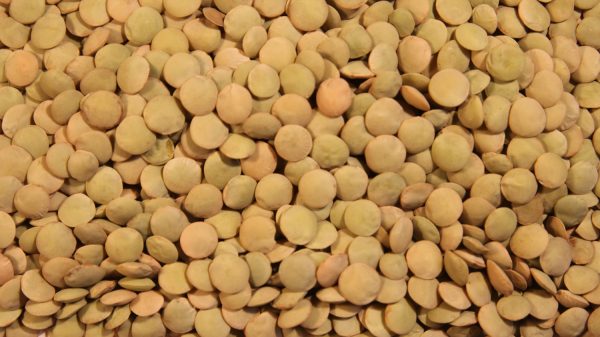 Lentils - Image 5