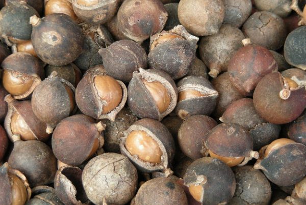 Macadamia Nuts - Image 2