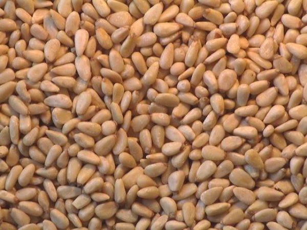 Pine Nuts - Image 4