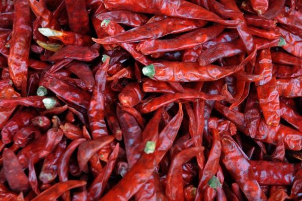 Red Chilli - Image 5
