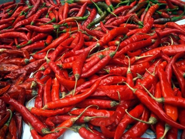 Red Chilli - Image 4