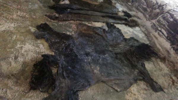 Wet salted horse hides - Image 3