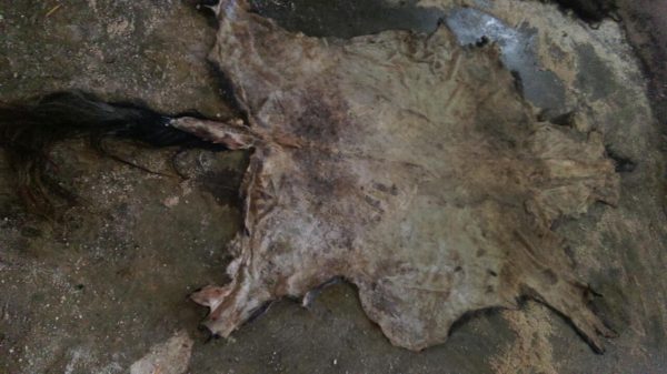 Wet salted horse hides - Image 2