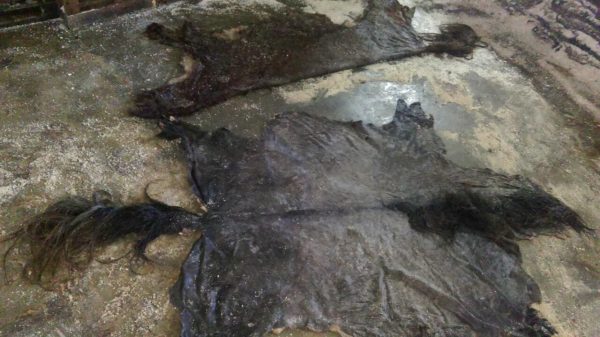 Wet salted horse hides