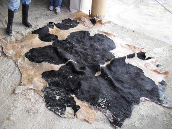 Wet salted cattle hides - Image 4