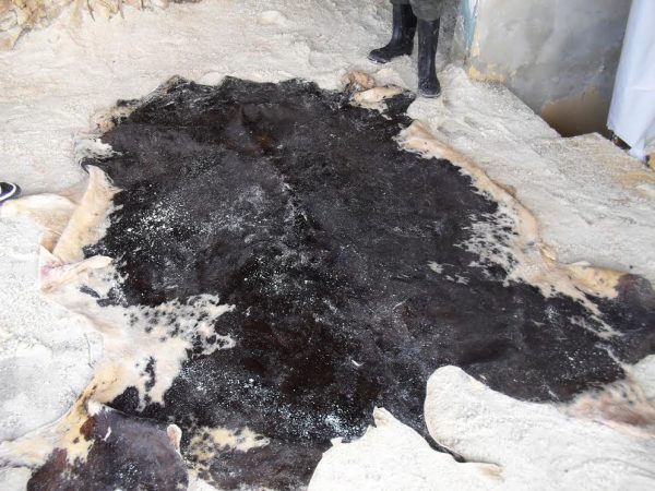 Wet salted cattle hides - Image 3