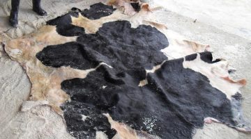 Wet-salted-steer-hides
