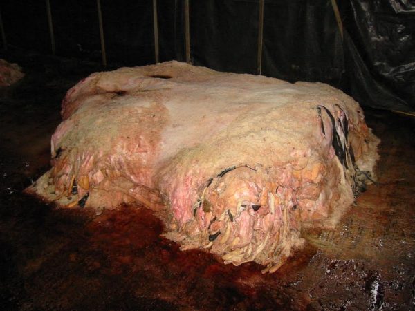 Wet Salted Cow Hides - Image 3