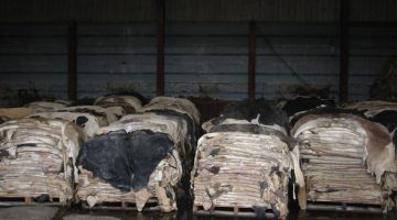 Wetsalted-cow-hides