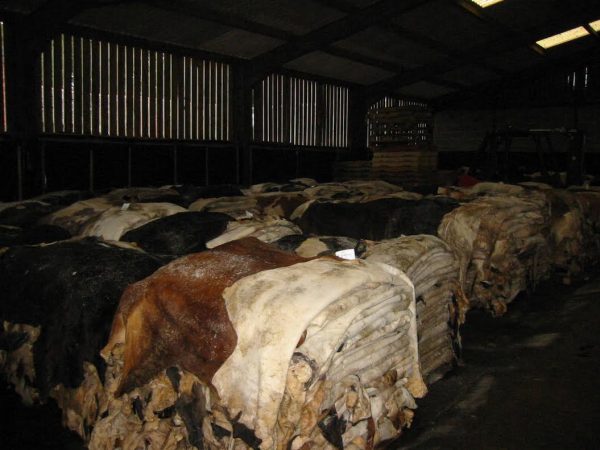 Wet Salted Cow Hides - Image 2