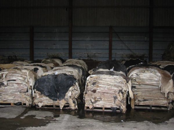 Wet Salted Cow Hides