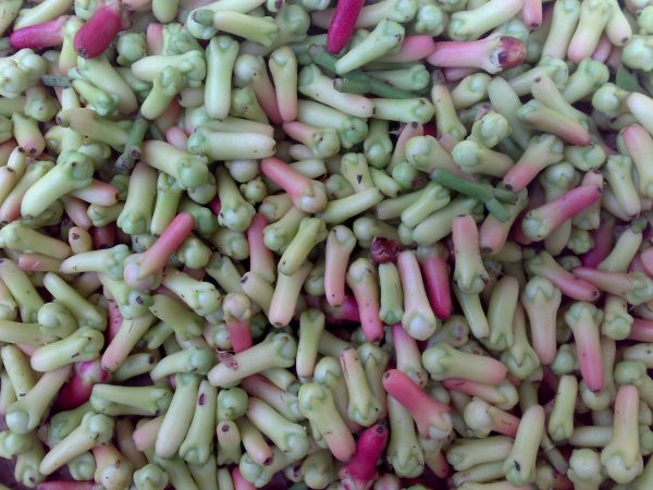 Cloves - Image 3