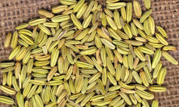 Fennel Seeds - Image 4