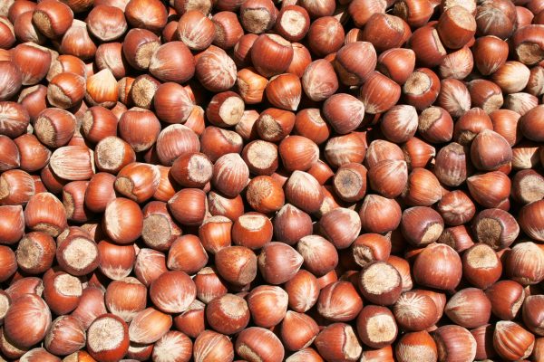 Hazelnuts - Image 2